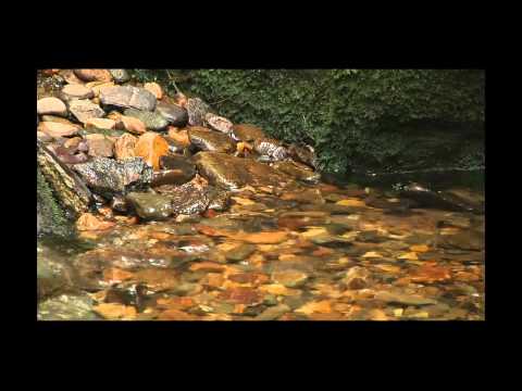 how to meditate mindfulness