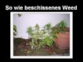 Nikitaman - Einfach nur ein Lied (mit Text)