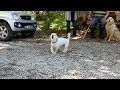 Hırçın Köpek Ve Uysal Köpek Bir Arada