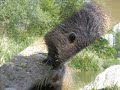 Otto das nutria feat. Böse Onkels Otto das nutria feat. Böse Onkels