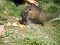 videos de Otto das nutria feat. Böse Onkels