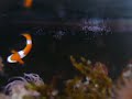Ovas de Peixe Palhaço em aquario marinho. 