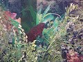 my fish tanks update 2
