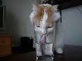 Katze hat Durst Katze hat Durst