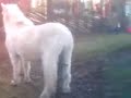 k�t hest