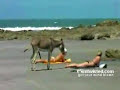 Funny! Horny donkey have an erection on the beach...