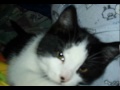 kitty le chatton noir et blanc avec un tache sur le nez