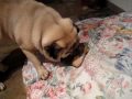 Pugs can eat chicken bone (part 1 of 2)
