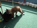 coco