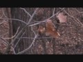Pennsylvania Archery Season 2009 Bow Hunt 11 Point  November 11th