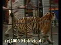 tigerpark dassow tiger