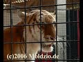 tigerpark dassow tiger