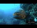 Fish that rule Lake Malawi, racing dolphins & reef ...