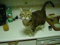 my cat, clicli