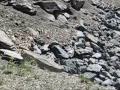 videos de mtbk2alpes giugno'08