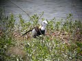 Pheasant-Tailed Jacana @ Mai Po