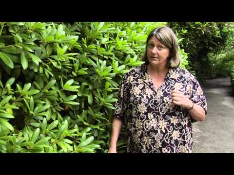 how to care for rhododendron bushes