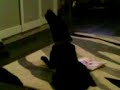 my dog singing