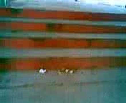 otto sk8 IV fractura =/