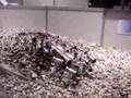 Spider robot @ CeBIT 2006