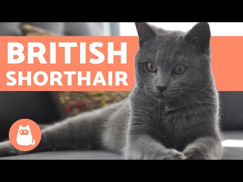 British Shorthair Cat - CHARACTERISTICS and CARE