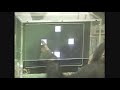 Memory videogame played by a chimp -- a good companion to the recent "Mario played by an AI" video. ;) - http://www.youtube.com/watch?v=8vSl0Qd2lhI#t=0m36s