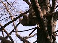ナマケモノ