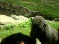 video of a baby garilla