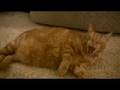 videos de Sparta Cat