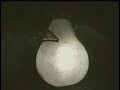 Videosogno - Alessandra Celletti