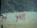 Whitetails in the rain