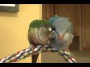 Snuggly birdies