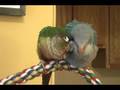 Snuggly birdies