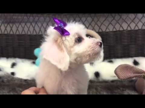 Cotton ball, Hava-Chon puppy