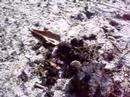 dung beetle on a roll