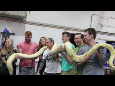 YouTube reptile video