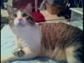 pacha the cat