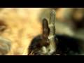 videos de HD - Macro - Dance of the Spinnerets