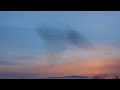 Spectacular Starlings over Gretna, Southern Scotland