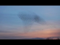 Immense flock of Spectacular Starlings and a single falcon over Gretna, Scotland