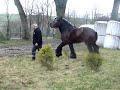 Belgijski ogier Jasper van Slotswijk - Zaj?czki 2008