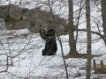 Bearly Playing Football