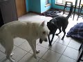 Louie and Scout wrestling in the kitchen