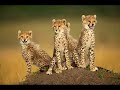 beaux animaux valse andre rieu beaux animaux valse andre rieu