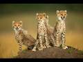 video endre rieu beaux animaux valse
