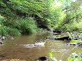 Jumping Brook Trout Fly Fishing