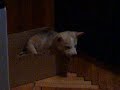 sleppy dog huski Ari sleppy dog huski Ari