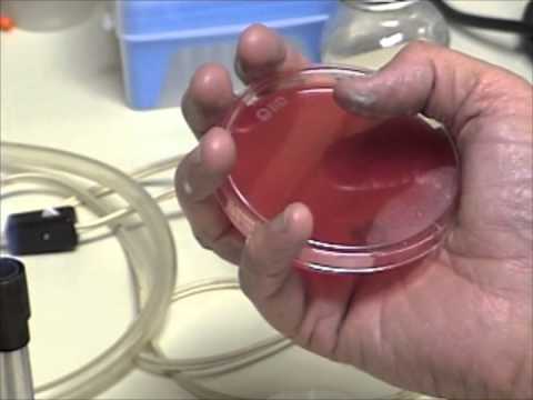 how to isolate bacteria from agar plate