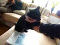 Black Cat vs Master Hand