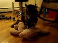 11.19.08 - Chewie humps a teddy bear Part Dos!